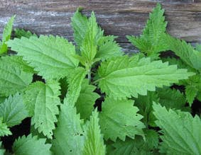 test33 naturfag